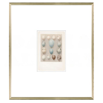 British Bird Eggs III C. 1924 Framed Art 