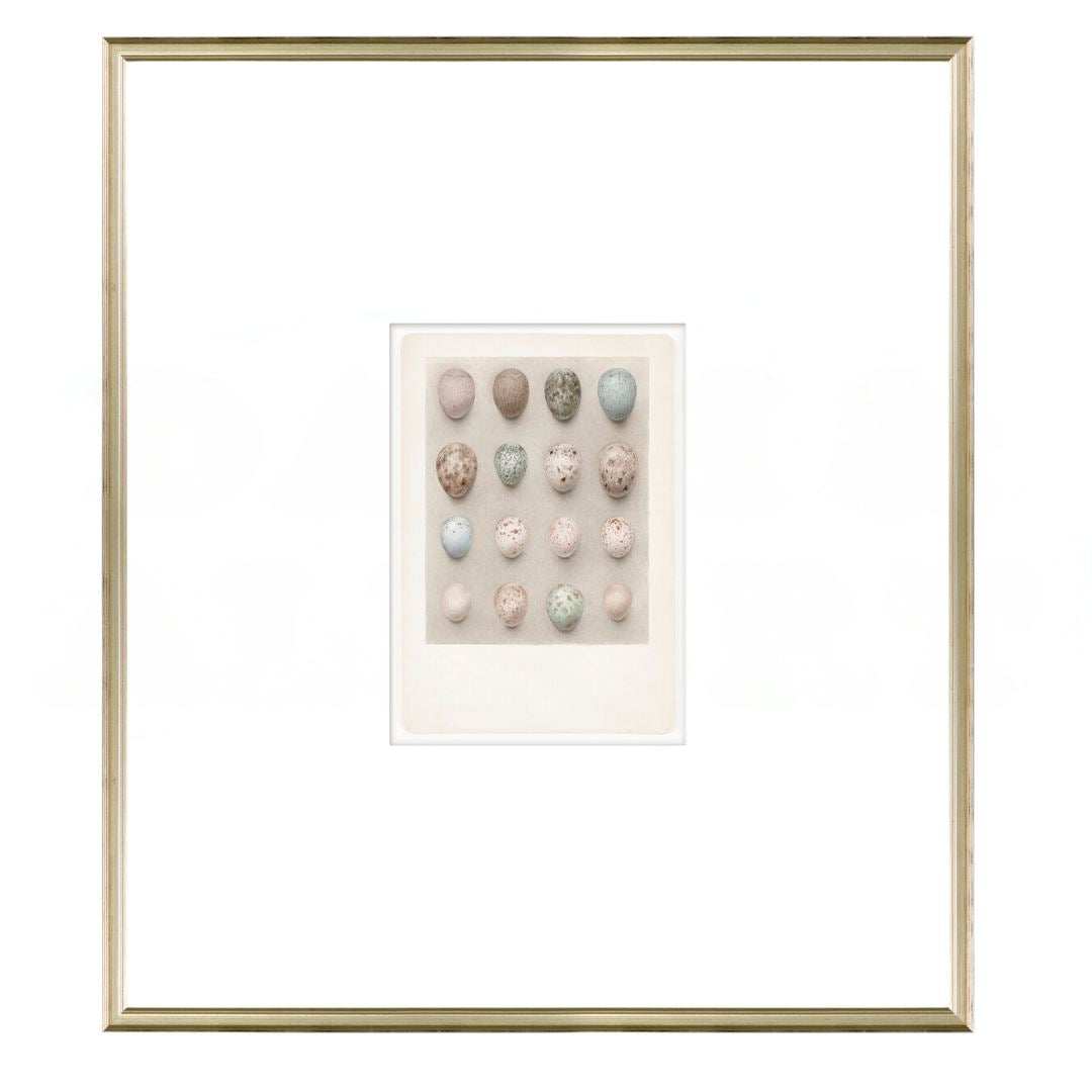 British Bird Eggs VI C. 1924 Framed Art 