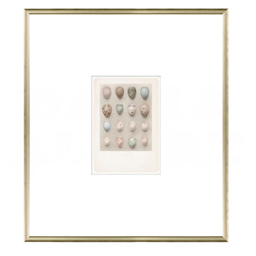 British Bird Eggs VI C. 1924 Framed Art 