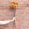 Brown Allium Stem 26" Greenery 