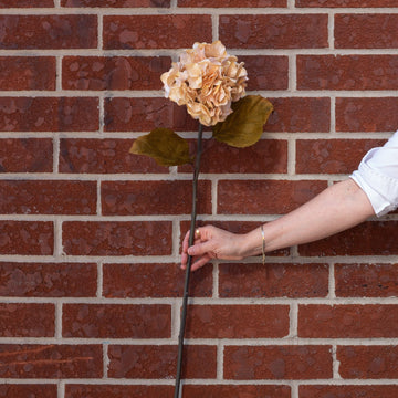 Burnt Cream Hydrangea 30" Greenery 