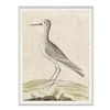Common Greenshank 1778 Framed Art 