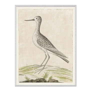 Common Greenshank 1778 Framed Art 
