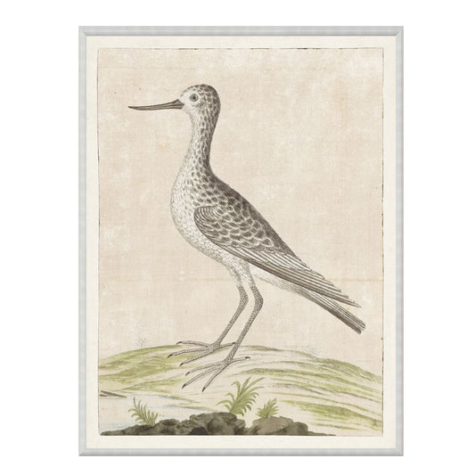 Common Greenshank 1778 Framed Art 