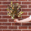 Cream Berry Spray 24" Greenery 