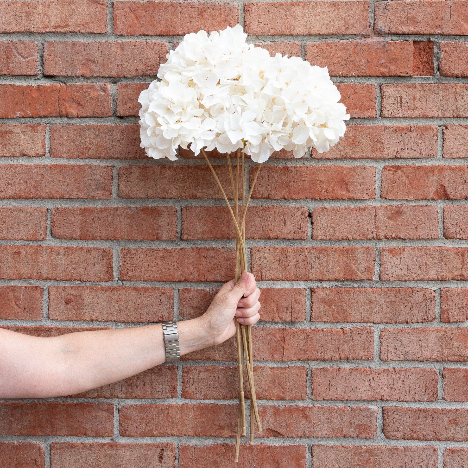 Cream Dried Hydrangea Stem 27" Greenery 