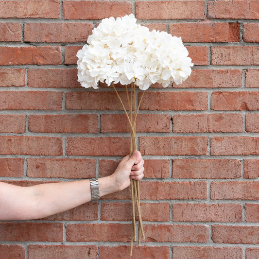 Cream Dried Hydrangea Stem 27" Greenery 