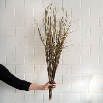 Curly Willow Bundle Greenery 