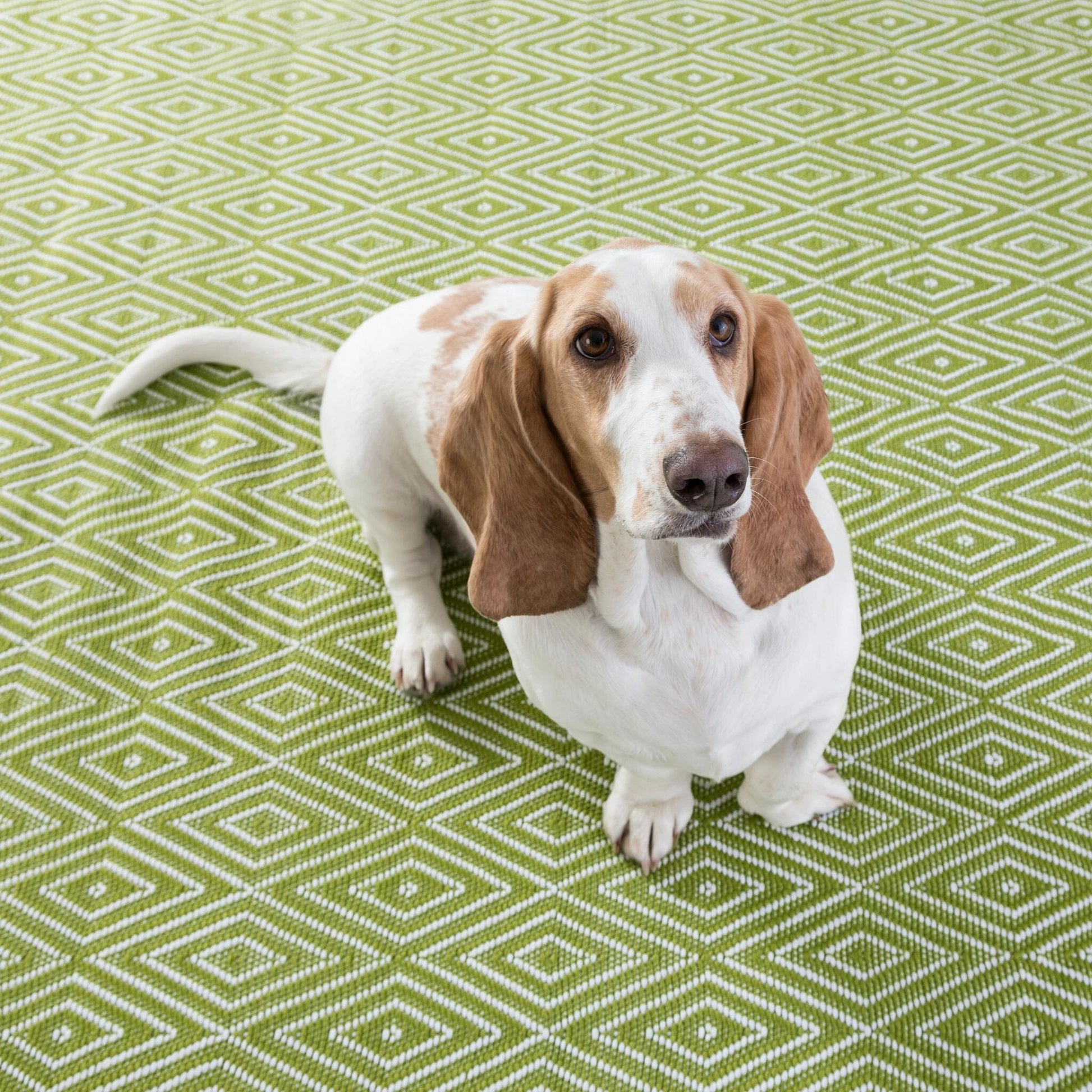 Diamond Sprout/White Handwoven Indoor/Outdoor Rug Rugs 