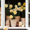 Emilia Pot 21cm- Rosa Vases, Planters & Jars 