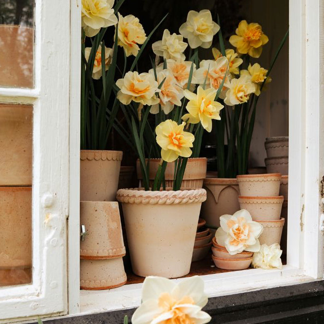 Emilia Pot 21cm- Rosa Vases, Planters & Jars 