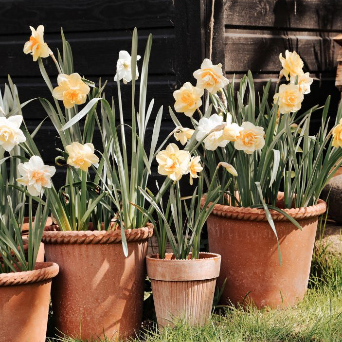 Emilia Pot 21cm- Rosa Vases, Planters & Jars 