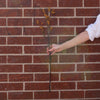 Fall Willow 31.5" Greenery 