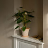 Fleur Pot 21cm- Rosa Vases, Planters & Jars 