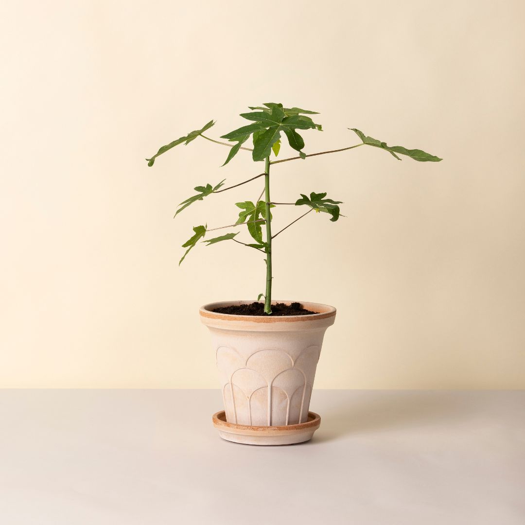 Fleur Pot 21cm- Rosa Vases, Planters & Jars 