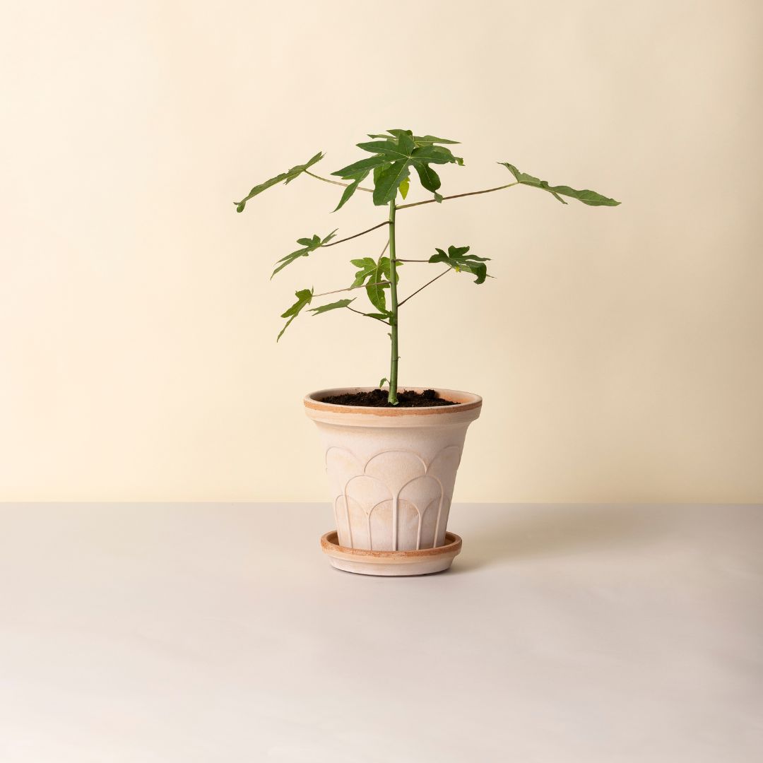 Fleur Pot 21cm- Rosa Vases, Planters & Jars 