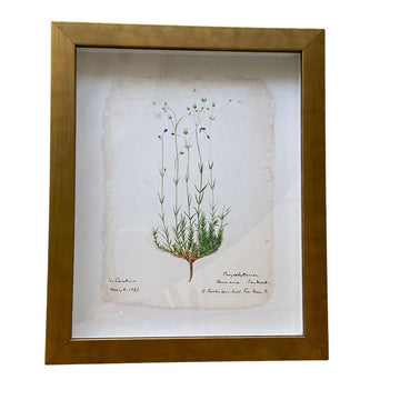 Flower Painted On Torn Paper Background Vintage Print Framed Art 