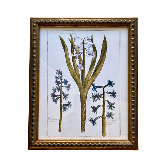 Flower Study Vintage Print in Watercolour Framed Art 