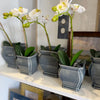 Francesca Pot Decorative Accessories 