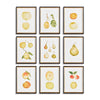 Fruit Study 