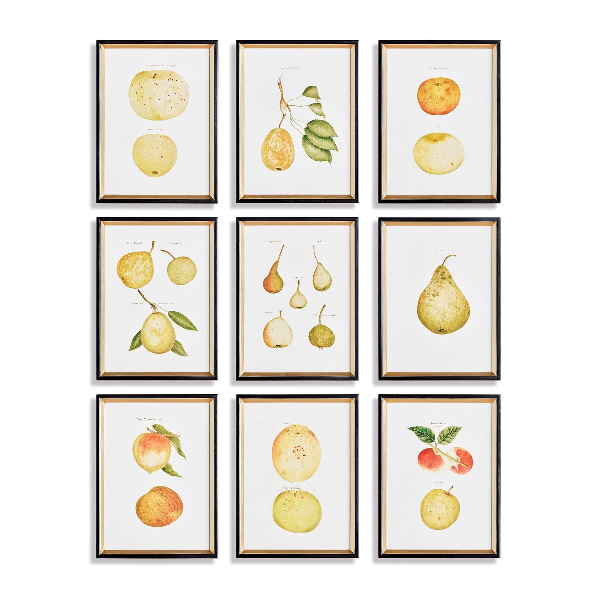Fruit Study 