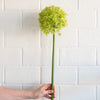 Giant Light Green Allium 31.5" Greenery 
