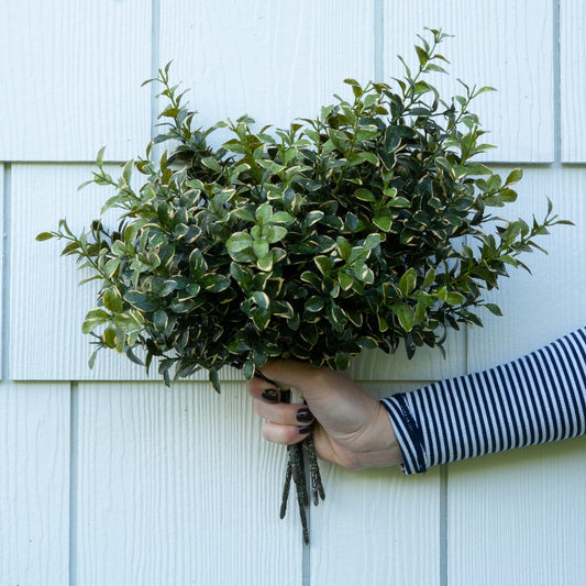 Golden Euonymus Pick Greenery 