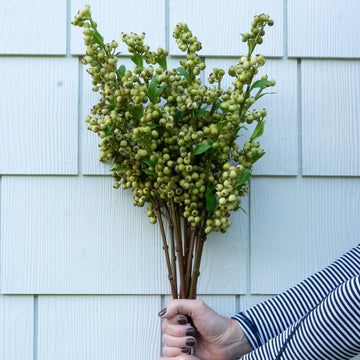Green Berry Stem Greenery 