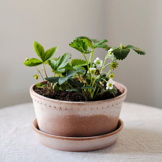 Helena Low Pot 21cm- Rosa Kitchen 