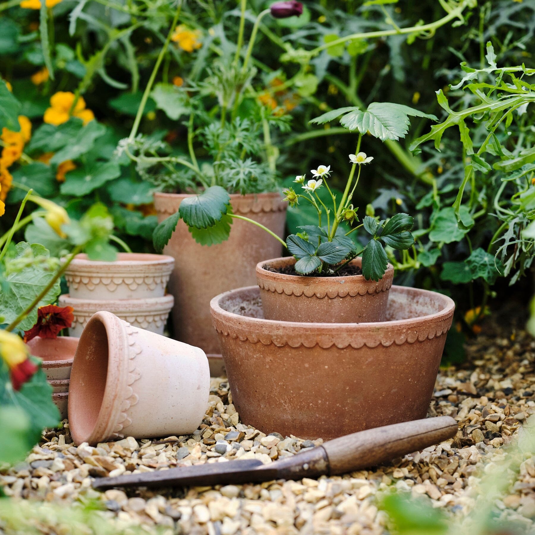 Helena Low Pot 21cm- Rosa Kitchen 