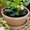 Helena Low Pot 21cm- Rosa Kitchen 