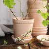 Helena Pot - Rose Quartz Vases & Planters 
