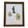 Hummingbird on a Distressed Background Vintage Print Framed Art 