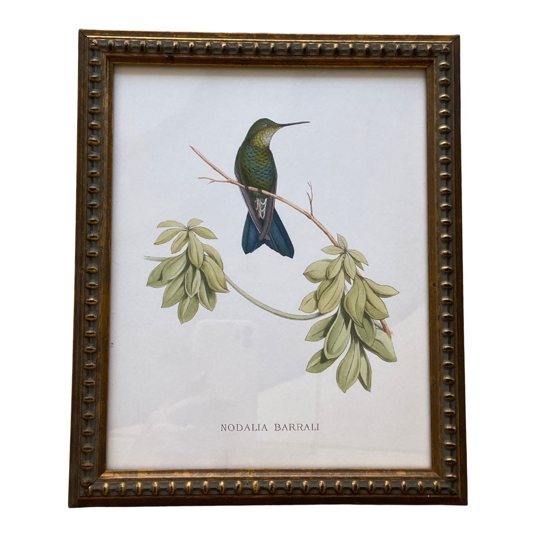 Hummingbird on a Distressed Background Vintage Print Framed Art 