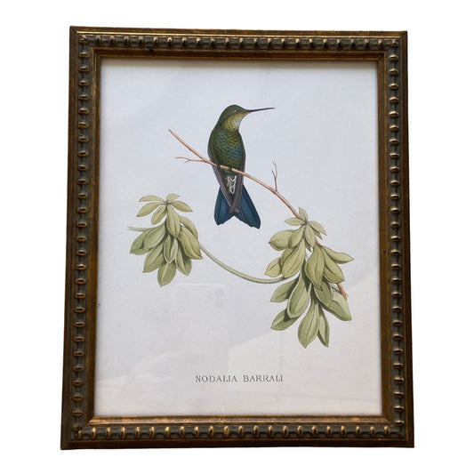 Hummingbird on a Distressed Background Vintage Print Framed Art 