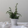 Kobenhavner Glazed Pot - White Vases & Planters 