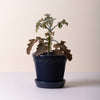 Kobenhavner Pot 16cm- Glazed Sapphire Blue Vases, Planters & Jars 