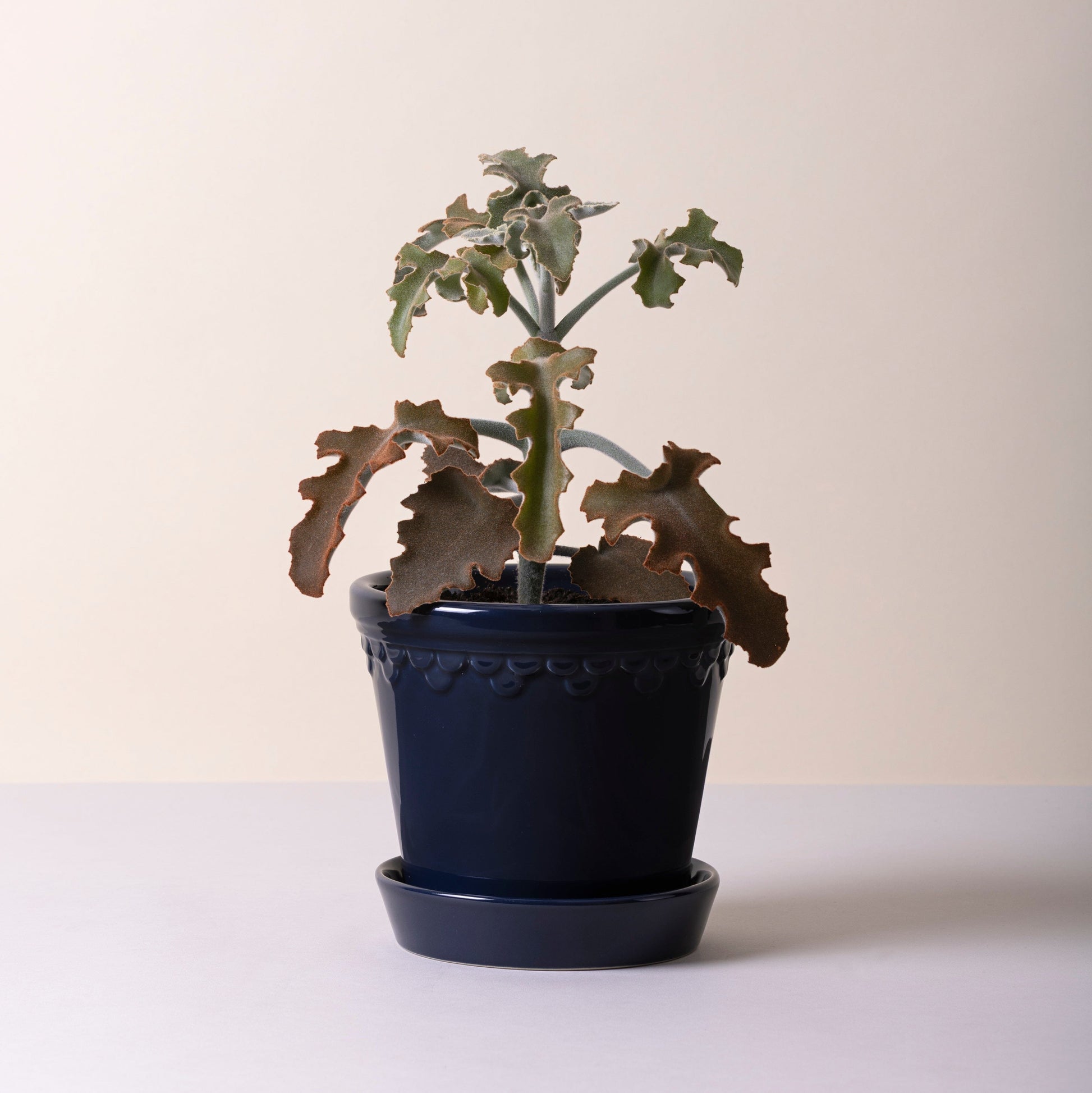 Kobenhavner Pot 16cm- Glazed Sapphire Blue Vases, Planters & Jars 