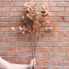 Mustard & Orange Silver Dollar Eucalyptus 38" Greenery 
