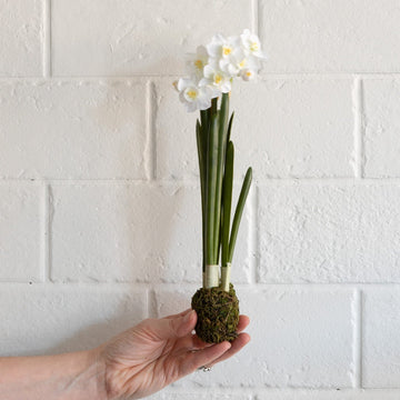 Narcissus Plant Drop In floral decor 