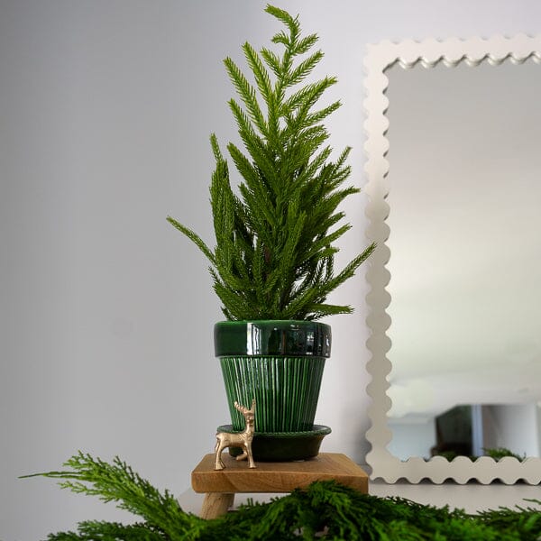 Norfolk Pine Tree 19" Greenery 