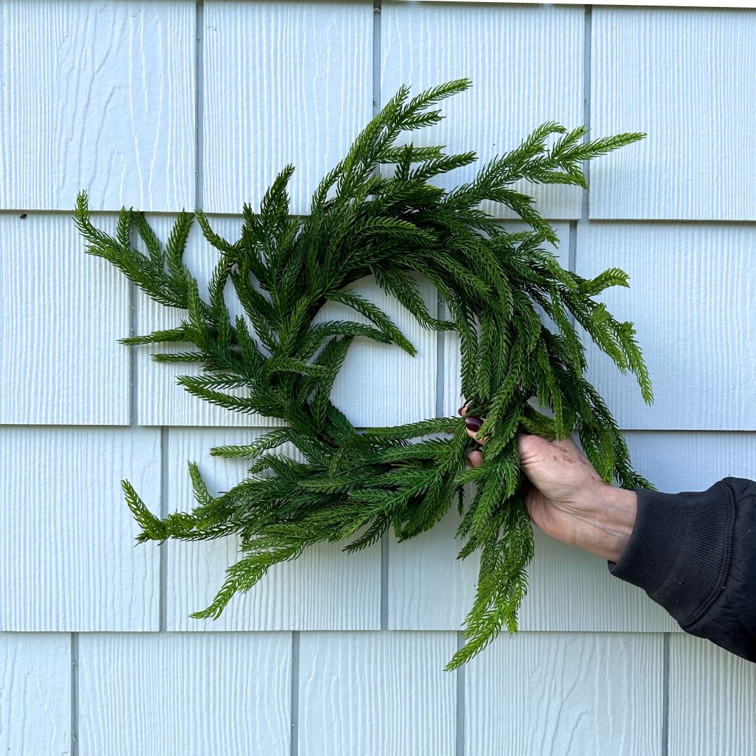 Norfolk Pine Wreath 16" Greenery 