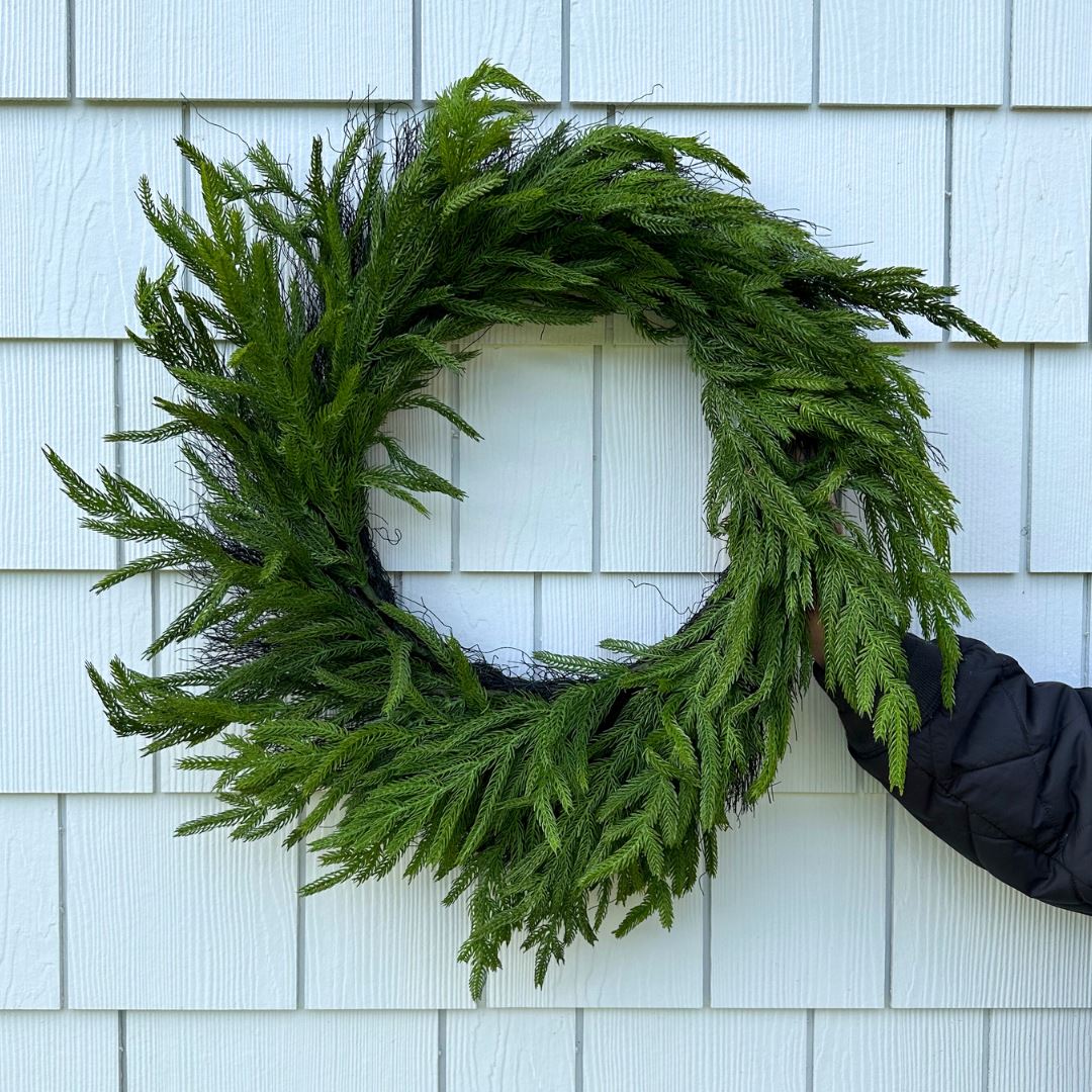 Norfolk Pine Wreath 24" Greenery 