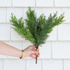Northern White Cedar Bundle 16" Greenery 