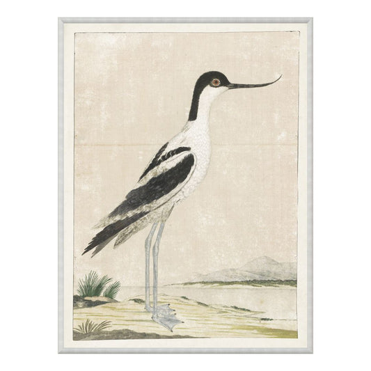 Pied Avocet 1778 Framed Art 
