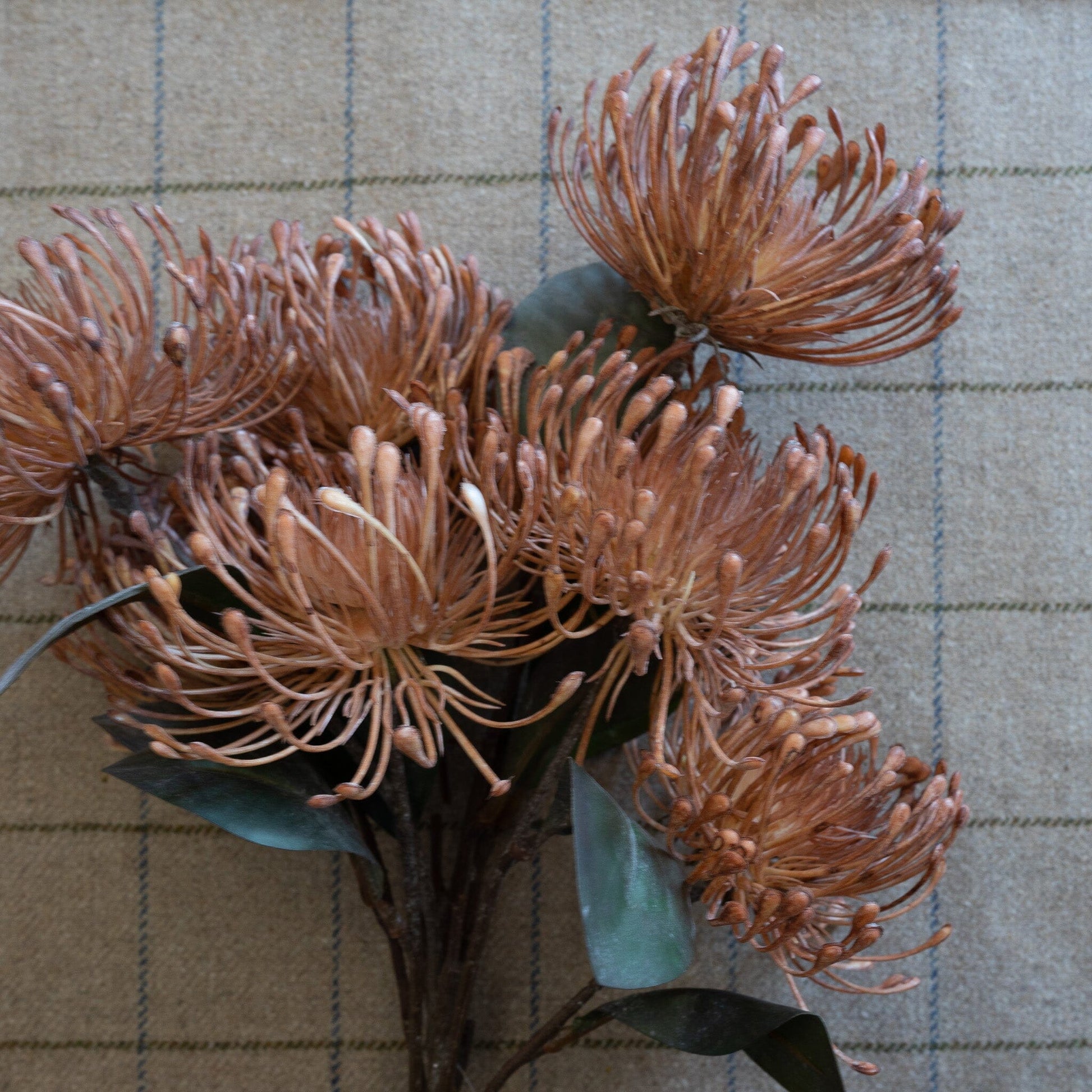 Pincushion Spray Brown 21" Greenery 