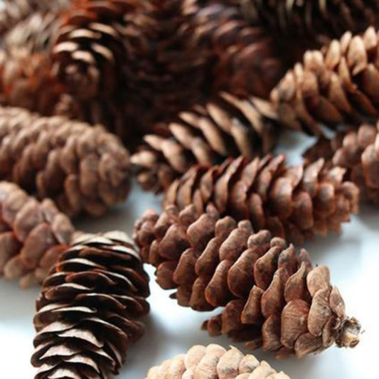Pine Cones Greenery 