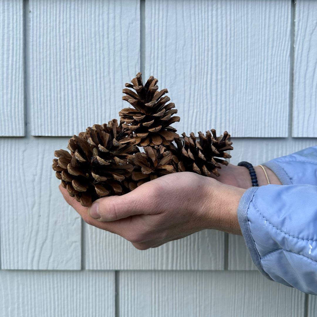 Pinecones Greenery 