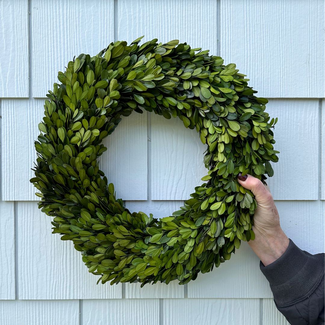 Preserved Boxwood Wreath 16" Greenery 