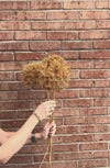 Tan Allium Stem 29"
